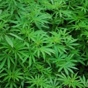 Investing in cannabis | Aaron Katsman Financial Advisor