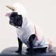 The allure of the unicorn | Aaron Katsman Financial Blog