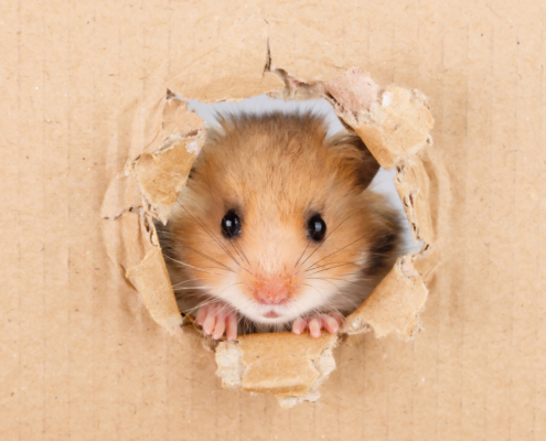 Learning Financial Conduct from our Ninja Hamster
