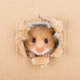 Learning Financial Conduct from our Ninja Hamster