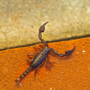 Killing a Scorpion and Financial Maturity | Aaron Katsman