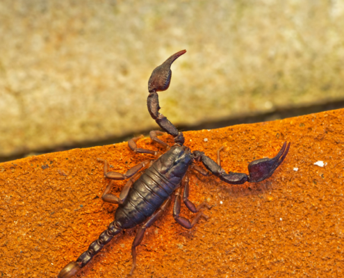 Killing a Scorpion and Financial Maturity | Aaron Katsman